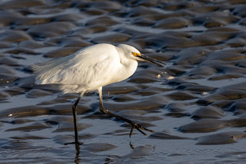 Little egret in Australasia