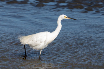 Little egret in Australasia