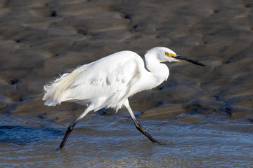 Little egret in Australasia