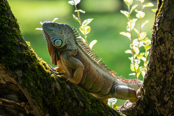Green Iguana on a branch
