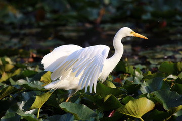 Intermediate egret in Australia