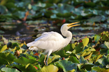 Intermediate egret in Australia