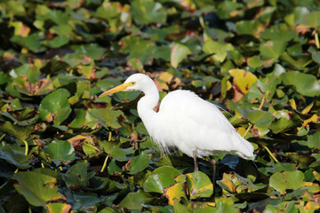 Intermediate egret in Australia