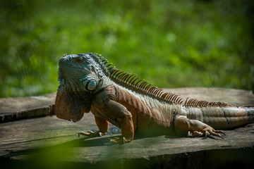 Green Iguana on a branch