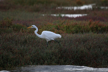 White heron / great egret in Australasia