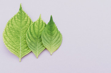green hydrangea leaves abstract nature still life backdrops