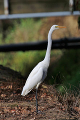 White heron / great egret in Australasia