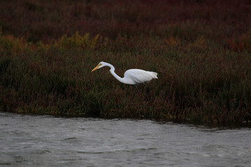 White heron / great egret in Australasia
