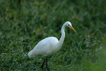 White heron / great egret in Australasia