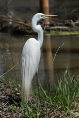 White heron / great egret in Australasia