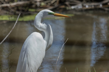 White heron / great egret in Australasia