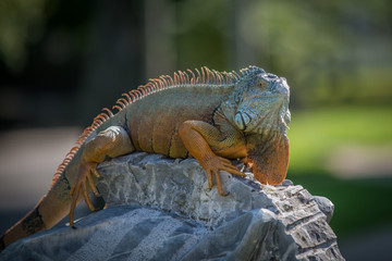 Green Iguana on a branch
