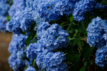Close up shot of the beautiful green bush of the blue hydrangea