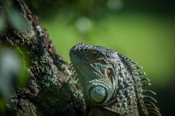 Green Iguana on a branch