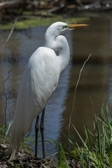 White heron / great egret in Australasia