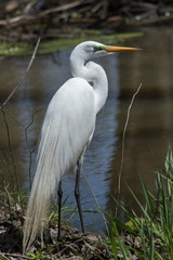 White heron / great egret in Australasia
