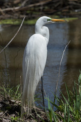 White heron / great egret in Australasia