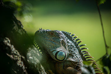 Green Iguana on a branch