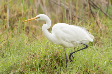White heron / great egret in Australasia