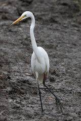 White heron / great egret in Australasia