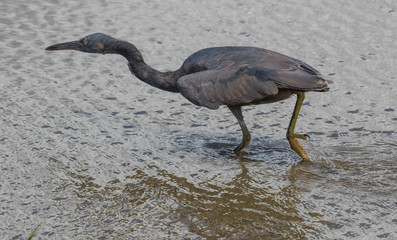 Eastern reef egret in Australasia