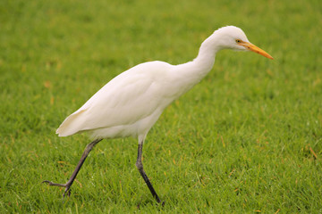 Obraz premium Cattle Egret in Australasia
