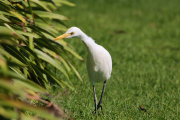 Cattle Egret in Australasia