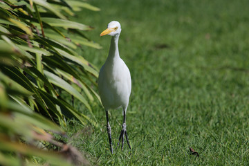 Cattle Egret in Australasia