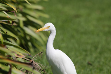 Cattle Egret in Australasia