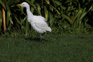 Cattle Egret in Australasia