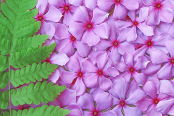 Colorful sweet  fresh pink flower blooming with green fern leave seamless patterns  or catharanthus...