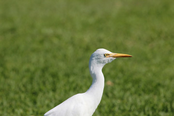 Cattle Egret in Australasia