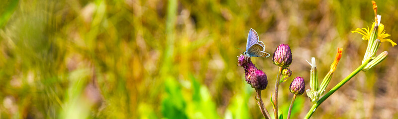Beautiful blue butterflies - Polyommatus Icarus close-up sitting on flower in   summer wildflower field. Summer natural landscape with copy space for your   text.Panoramic view.