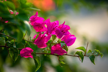 Pink bougainvillea flower with green leaf. Close up view of bougainvillea red flower. Colorful purple flowers texture and background for designers.