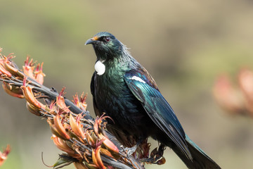 Tui New Zealand Endemic Honeyeater