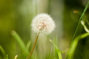 Fototapeta premium Green look. Dandelion 2