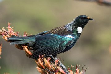 Tui New Zealand Endemic Honeyeater
