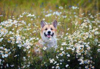 cute puppy dog red Corgi sits in a meadow surrounded by white chamomile flowers on a Sunny summer...