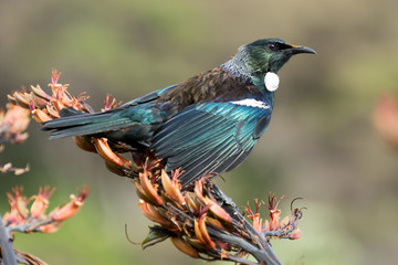 Tui New Zealand Endemic Honeyeater