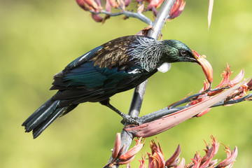 Tui New Zealand Endemic Honeyeater