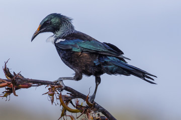 Tui New Zealand Endemic Honeyeater