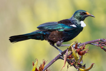 Tui New Zealand Endemic Honeyeater