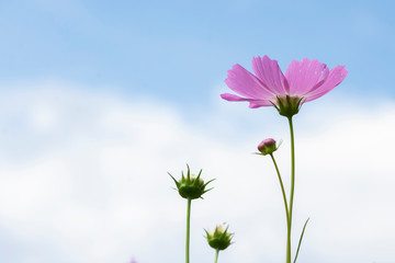 Starburst flowers against blue sky