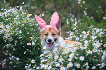 contented puppy dog red Corgi in festive Easter pink rabbit ears sits on meadow surrounded by white chamomile flowers on a Sunny clear day funny tongue sticking out