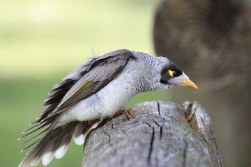 Noisy Miner in Australia