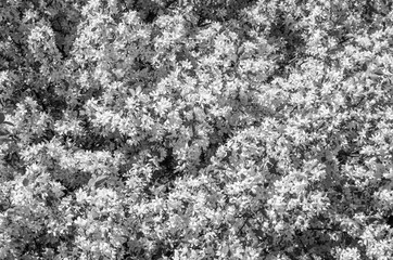 Apple trees bloom luxuriously in spring, many white flowers abundantly cover the crown of the trees, black and white image, close up.