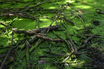 Floating branches on a green pond