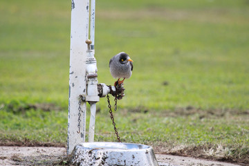Noisy Miner in Australia