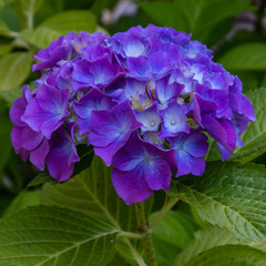 Inflorescence hydrangea garden. Beautiful hortensia flowers.