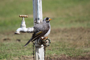 Noisy Miner in Australia
